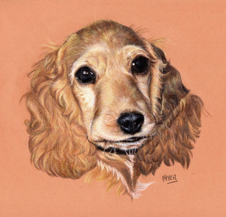 Biscotte, Crayons de couleur